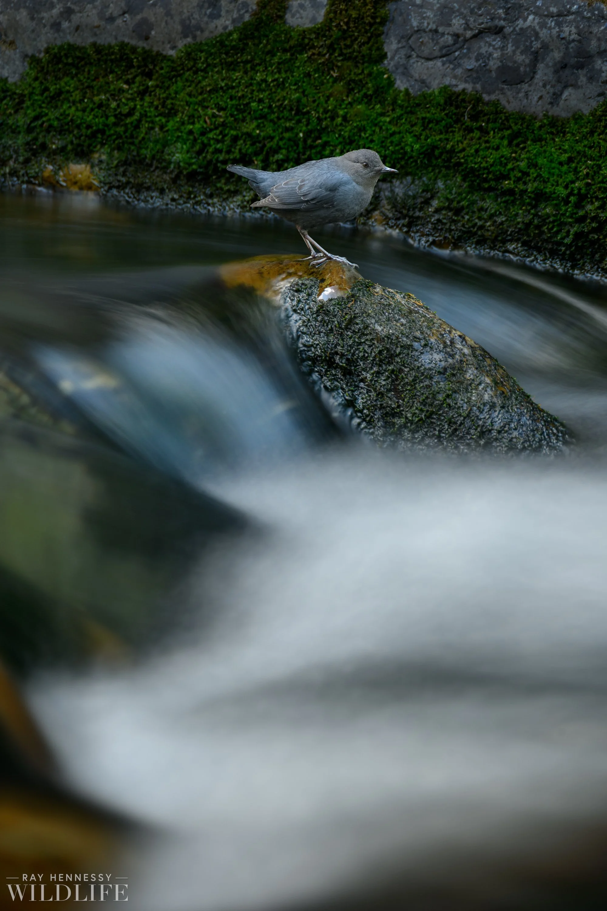 Photographing an American Dipper from in the River — Ray Hennessy